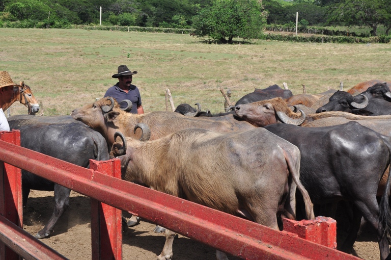 campesinos guantanameros12