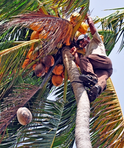 campesinos guantanameros4