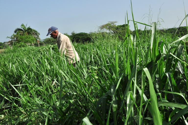 campesinos guantanameros5