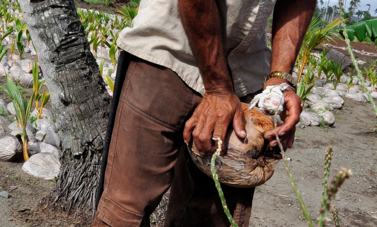 campesinos guantanameros7