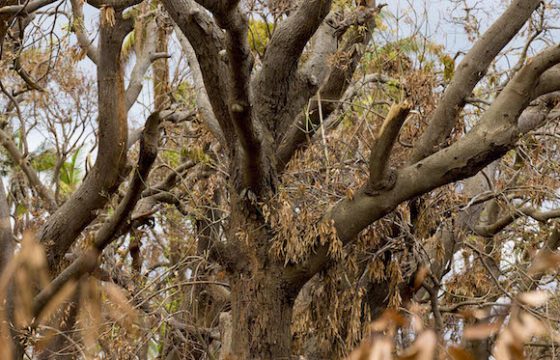 ecologia-huracanmatthew6-1-560x360