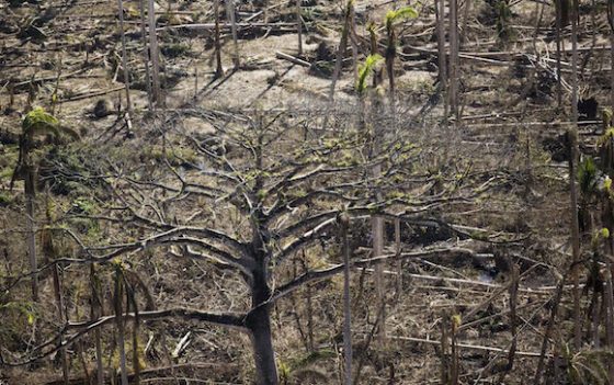 ecologia-huracanmatthew8-560x351