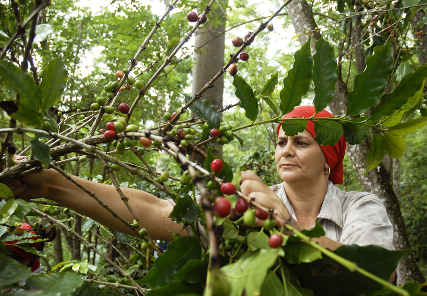 yateras recogida cafe3