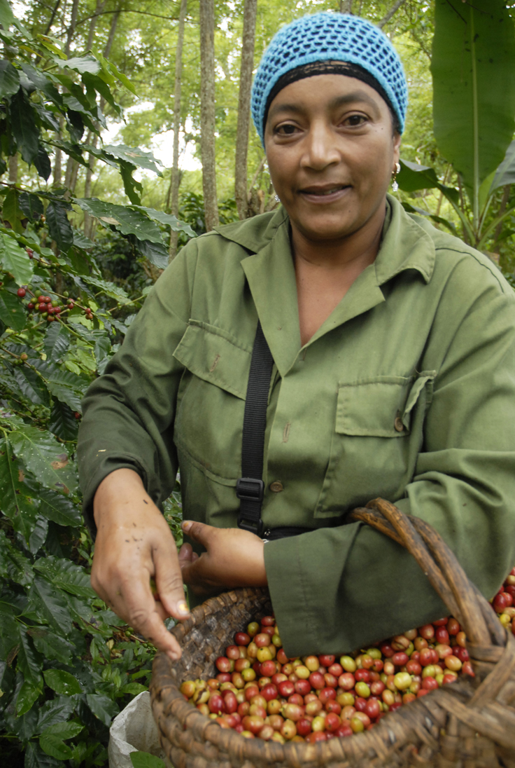 yateras recogida cafe4