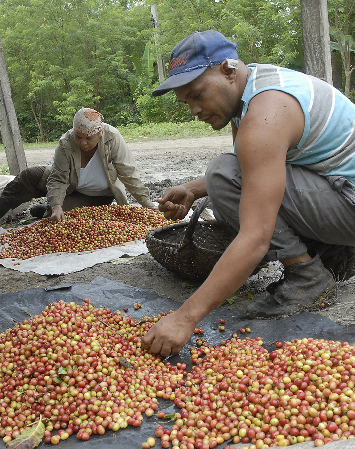 yateras recogida cafe6