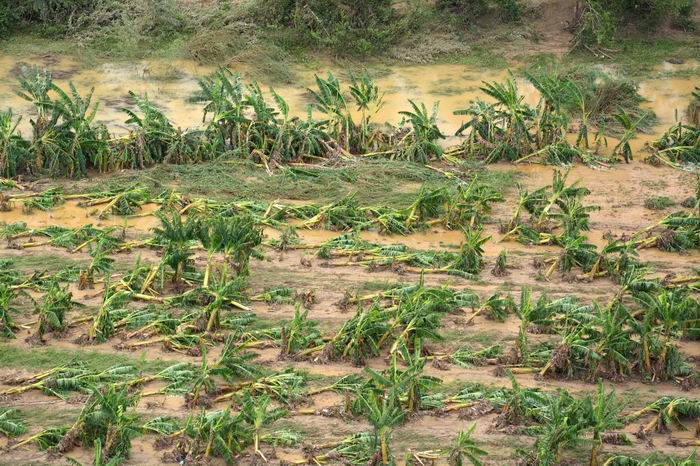 afectaciones-baracoa-platanos