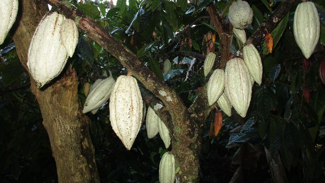 cacao acopio