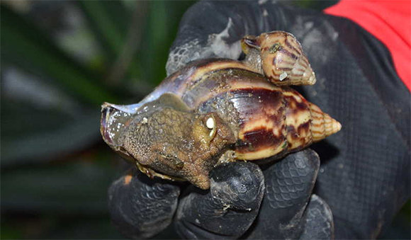 caracol africano guantes