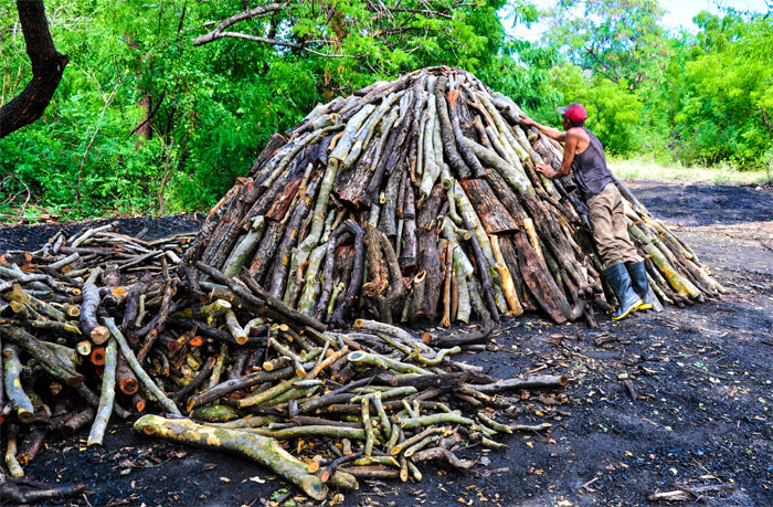06 trabajador forestal guantánamo