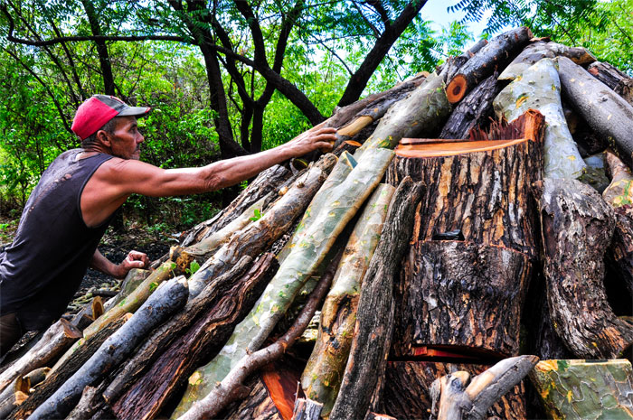 07 trabajador forestal guantánamo