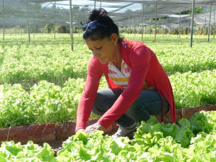 cultivos san antonio