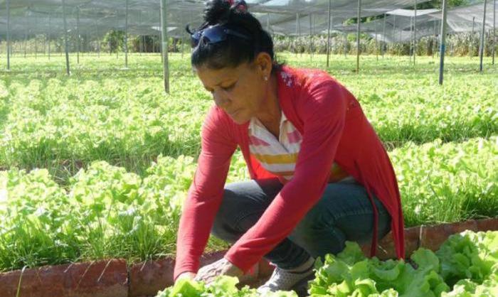 cultivos san antonio port