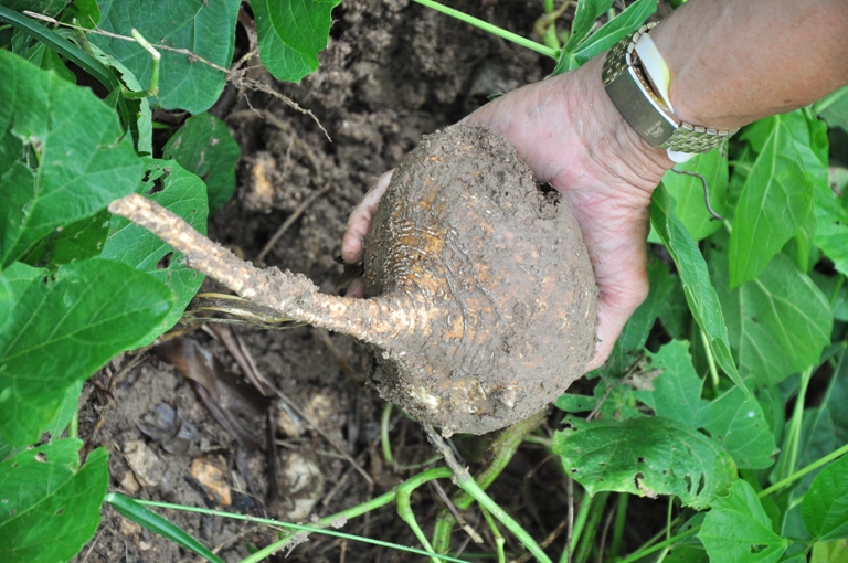 produccion alimento animal3