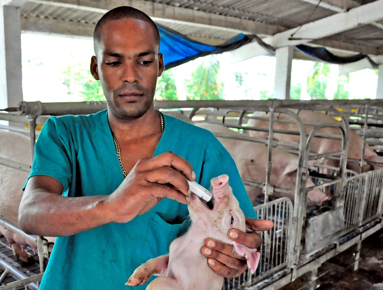 produccion alimento animal4