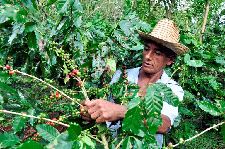 maisi produccion cafe