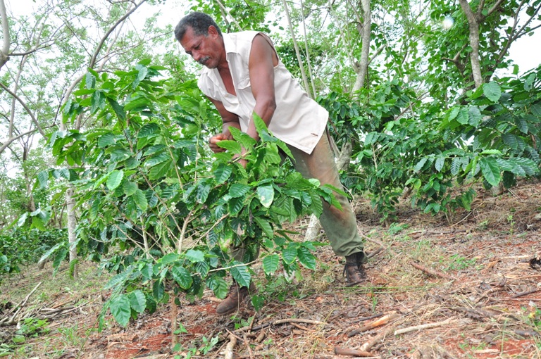 maisi produccion cafe2