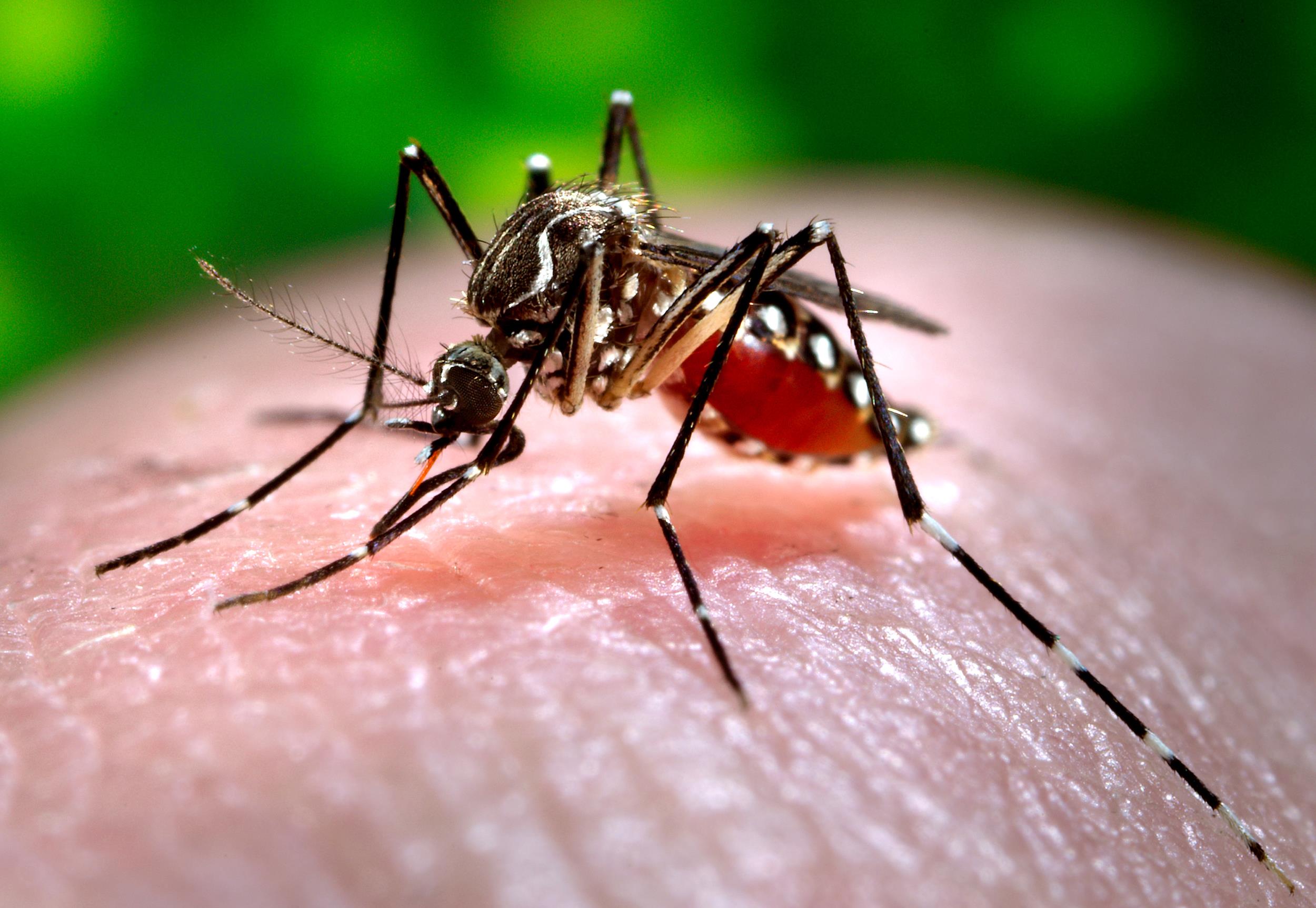 chikungunya mosquito