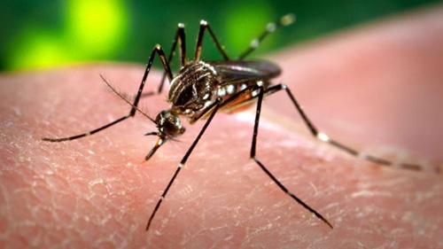 mosquito-virus-zika