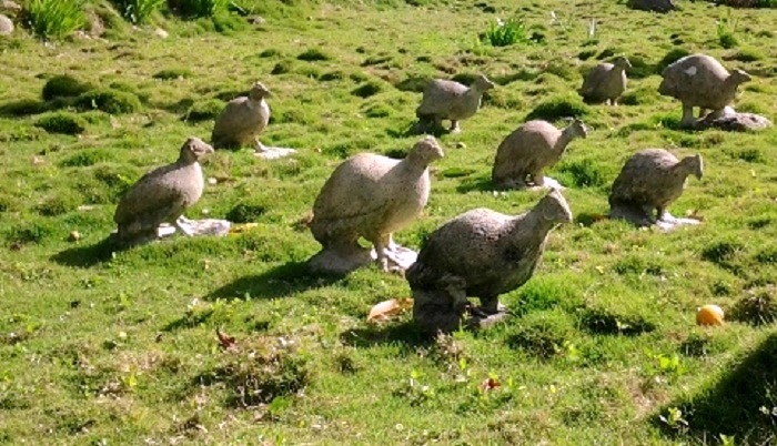 aves Zoológico de Piedras Guantánamo 2