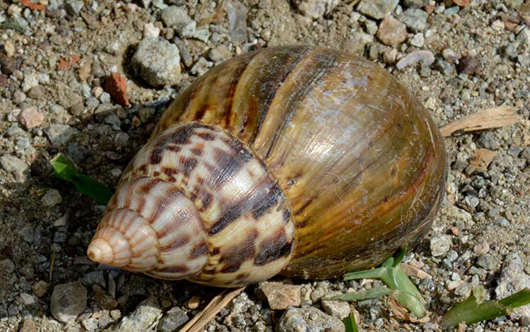 0604 caracol africano portada