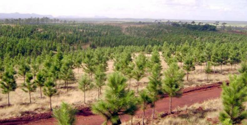 0905 bosques cuba