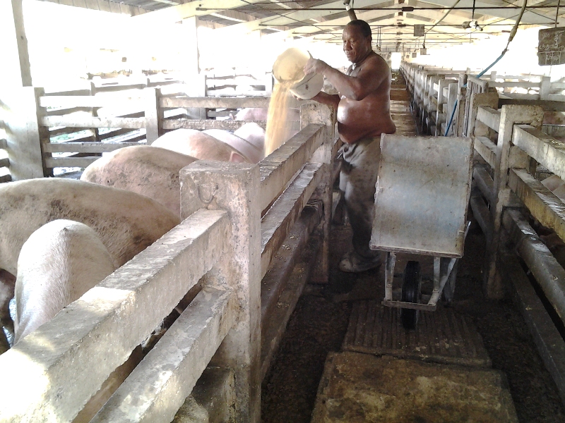 Maqueicito Gtmo porcino 1