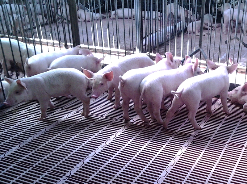 Maqueicito Gtmo porcino 3