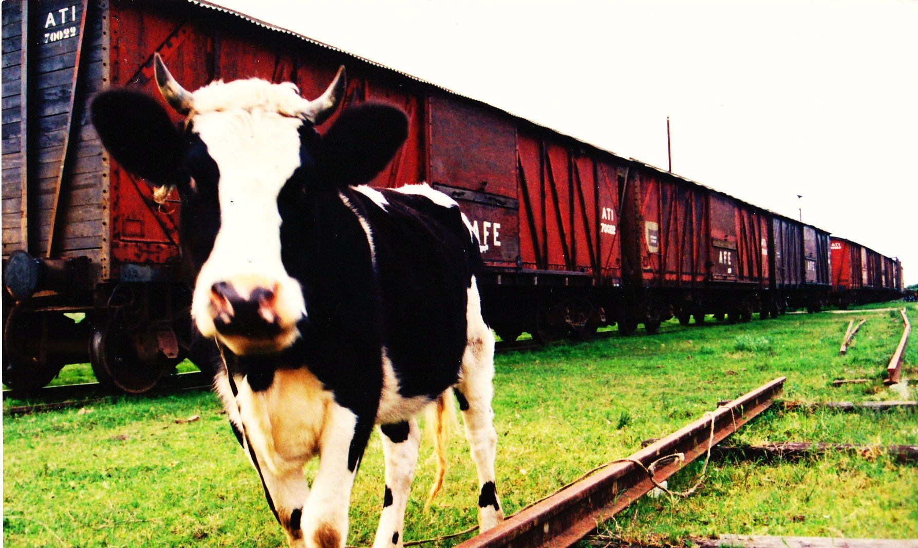 vaca adherida a un tren y viceversa por javier andrade