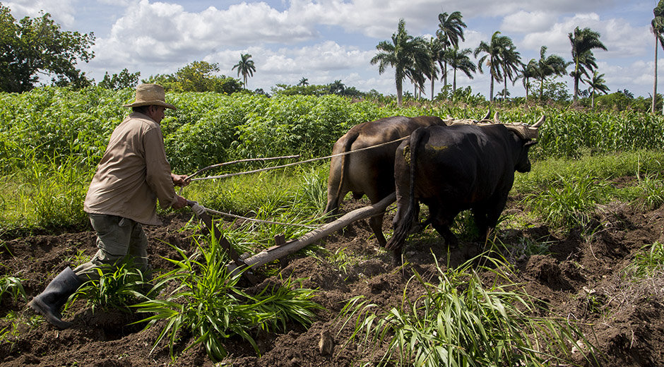 agricultura cuba isma