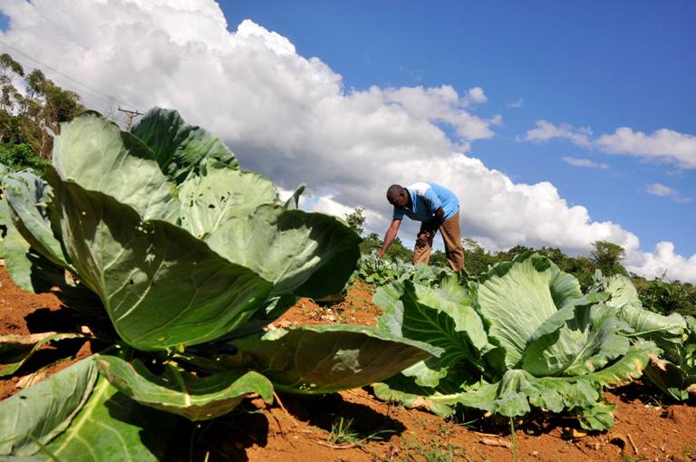 agricultura monte verde
