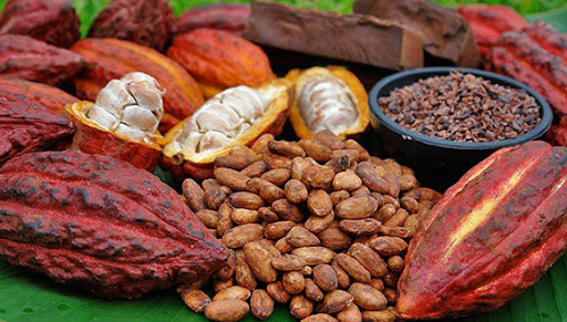 cacao Baracoa 2020