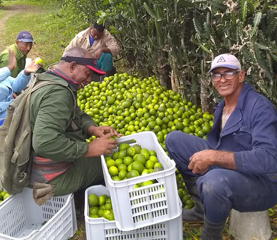 limones persas Cuba 1