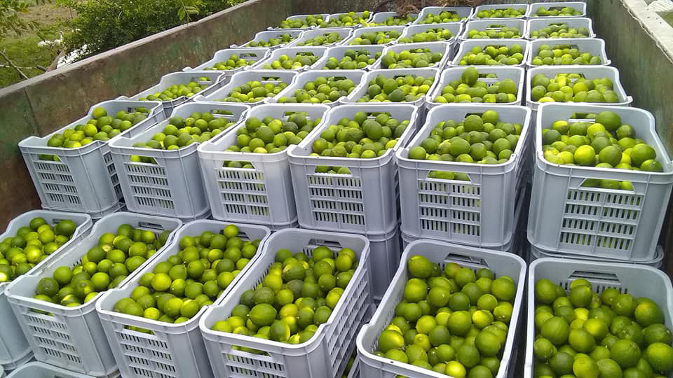 limones persas Cuba 3