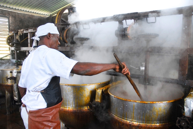 La Flor de la Tagua 1