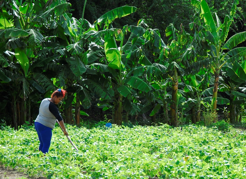 producir para todos 1