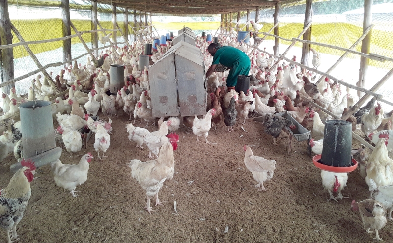 inversiones alimentos Guantánamo