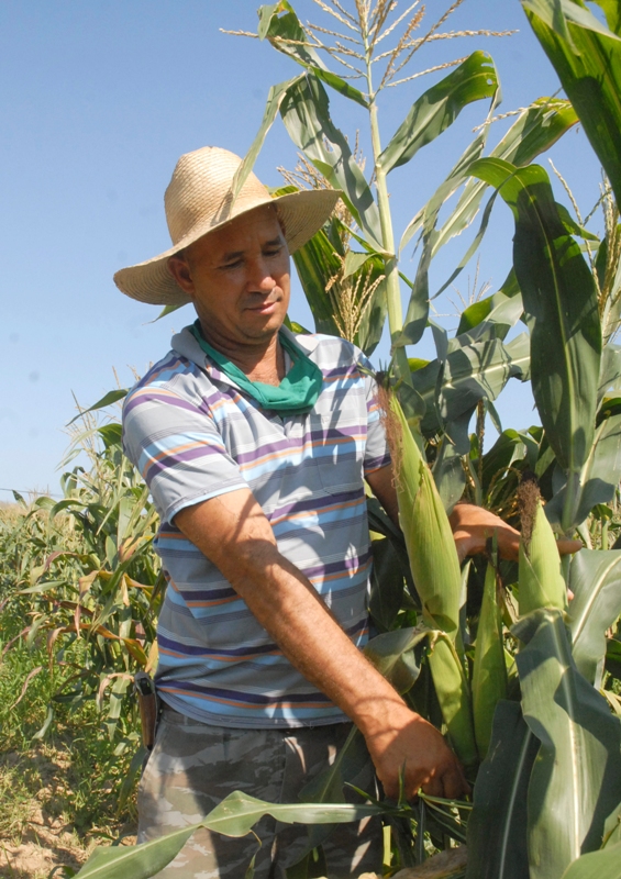 campesino guantanamero 2020 Tatico 1