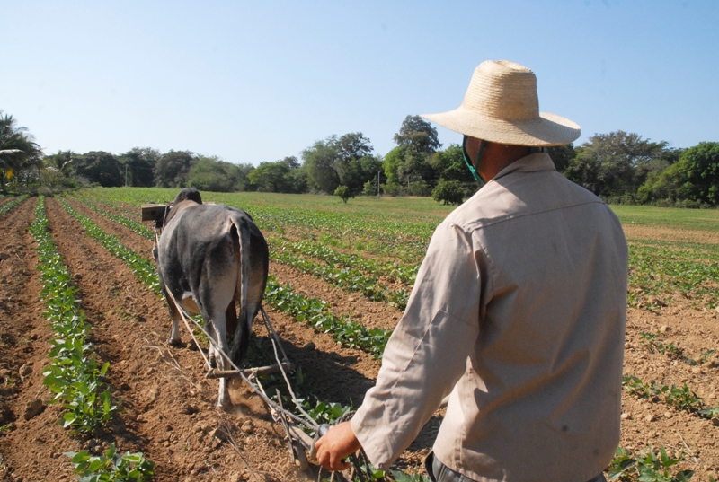 campesino guantanamero 2020 Tatico 2