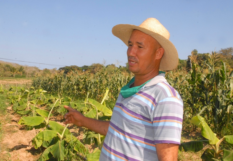 campesino guantanamero 2020 Tatico 3