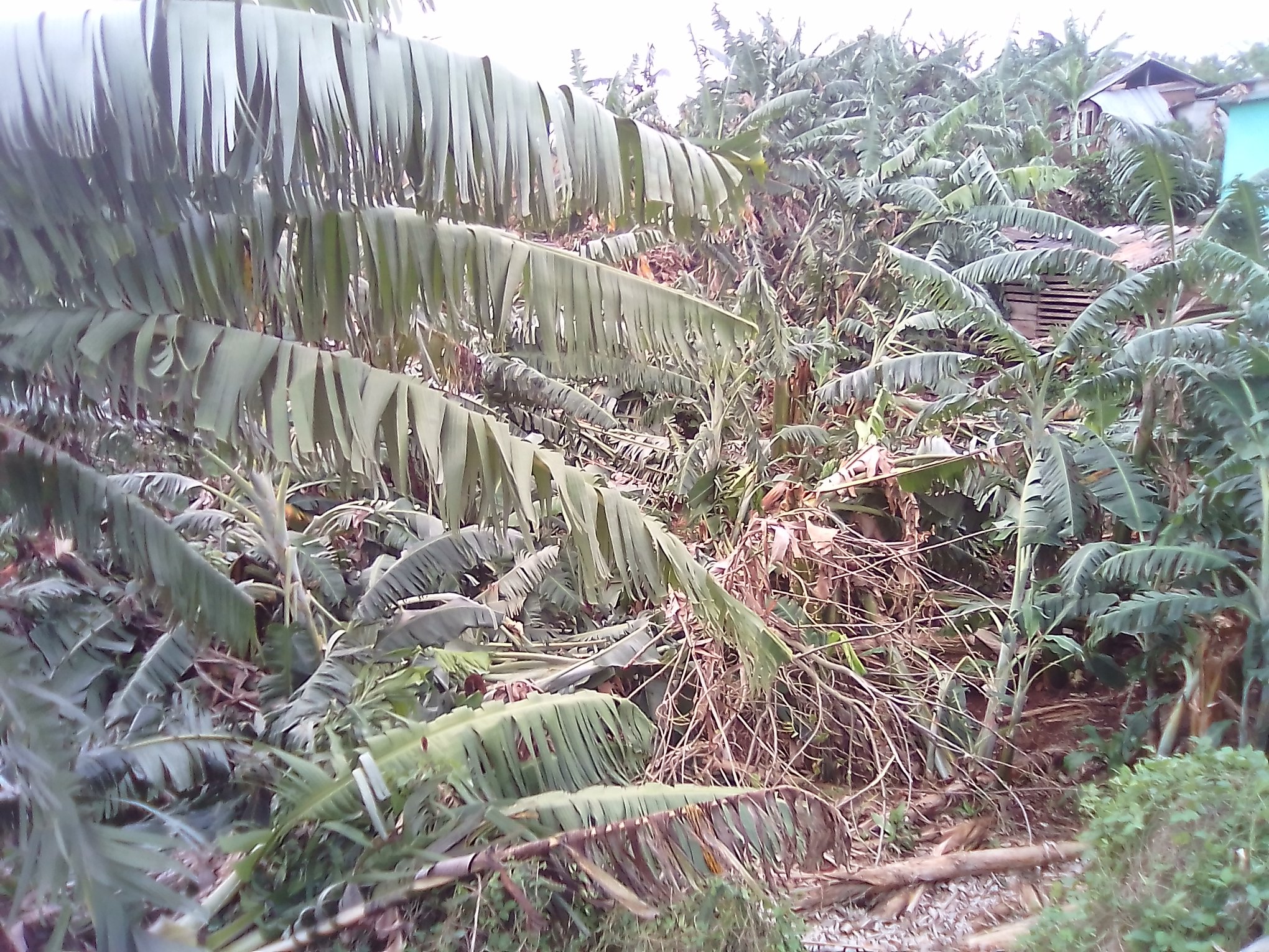 tormenta local severa 5