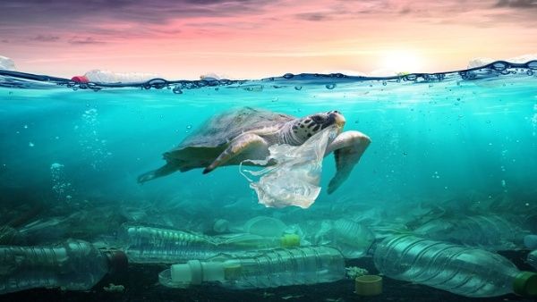 xqux pasarxa si desaparecen las tortugas del mundo getty images edir.jpg 1718483347