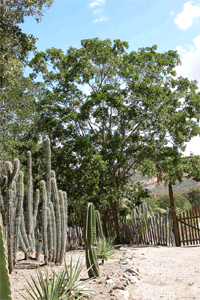 bosque