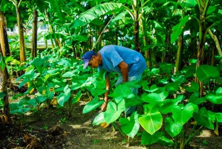 2 atención al cultivo de malanga