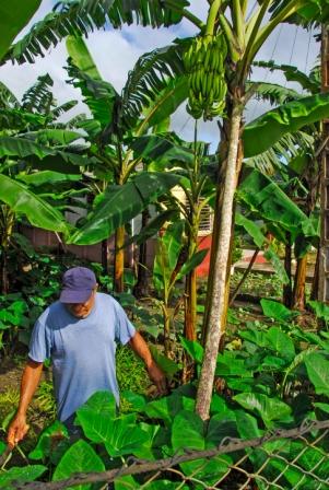 3 variedad de cultivos para compartir con la comunidad