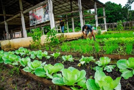 4 los alrededores de la despulpadora ecológica La Alegría la variedad de cultivos es visible