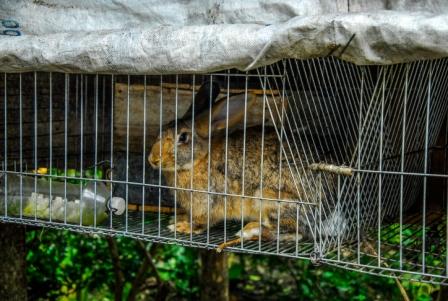 7 Conejos puercos y otras aves también son para el autoconsumo
