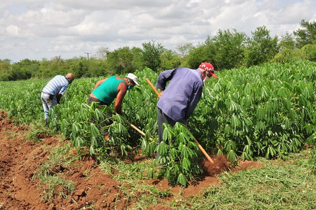 producción aliemtnos escuelas 2