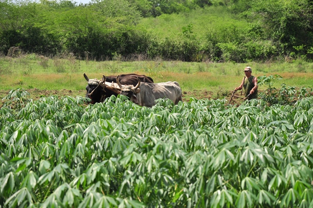 producción aliemtnos escuelas 4