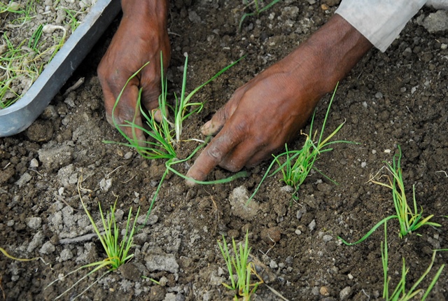 Suelos Guantánamo 2021 1