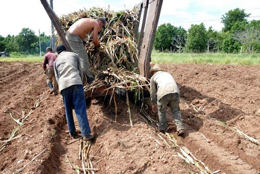 azucareros Gtmo 2021